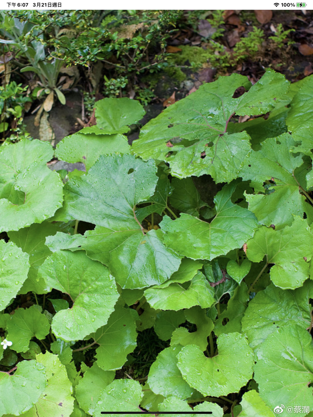 蕗之薹 日语fuki No Tou 英文butterbur