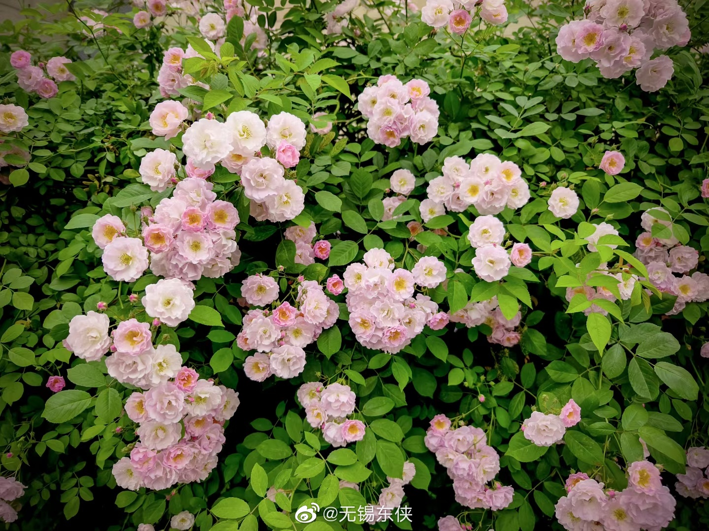 类似田野花香的小说推荐 黄金投资与熊猫金币价值解析