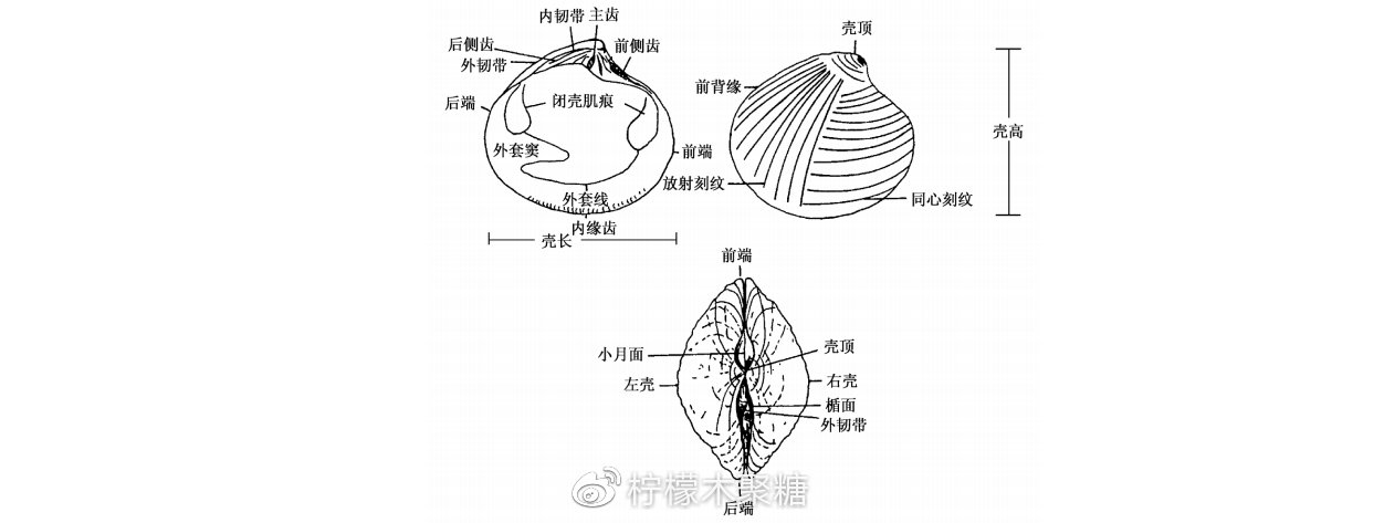 因为这种双壳类贝壳都有两组共通的结构:一组是韧带,另一组是闭壳肌.