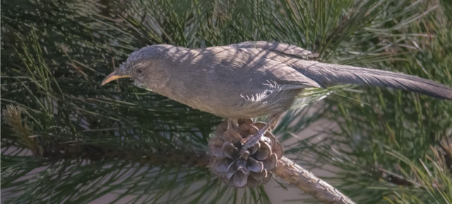 别看TA其貌不扬,这可是我国独有的鸟类休闲区蓝鸢梦想 - Www.slyday.coM 别看TA其貌不扬,这可是我国独有的鸟类休闲区蓝鸢梦想 - Www.slyday.coM