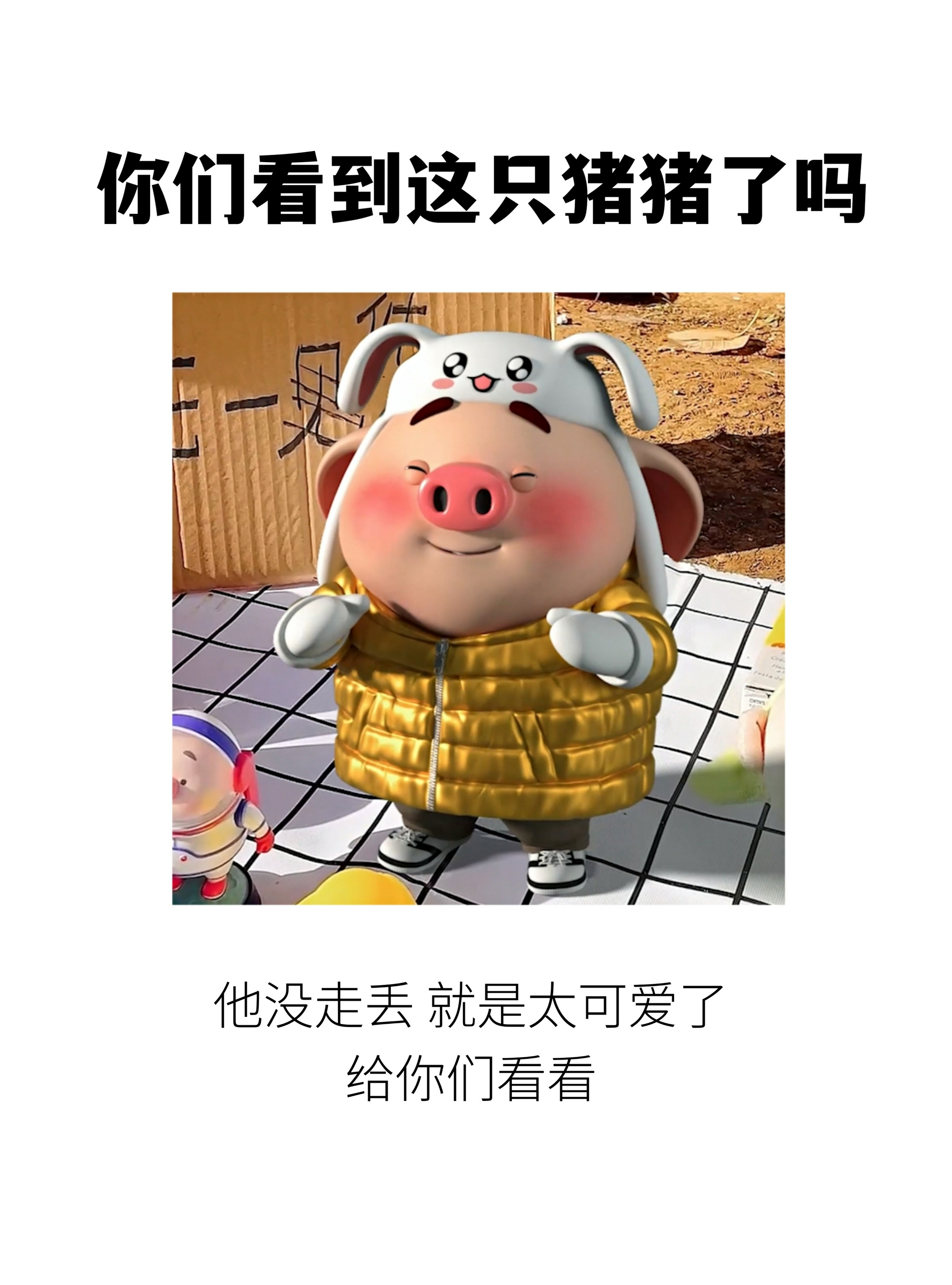 《寻猪启示》 怎么办?在线等,挺急的!|寻 猪启示|暖冬|计划_新浪新闻