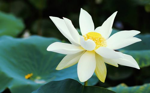 真正厉害的女人，往往都很安静休闲区蓝鸢梦想 - Www.slyday.coM