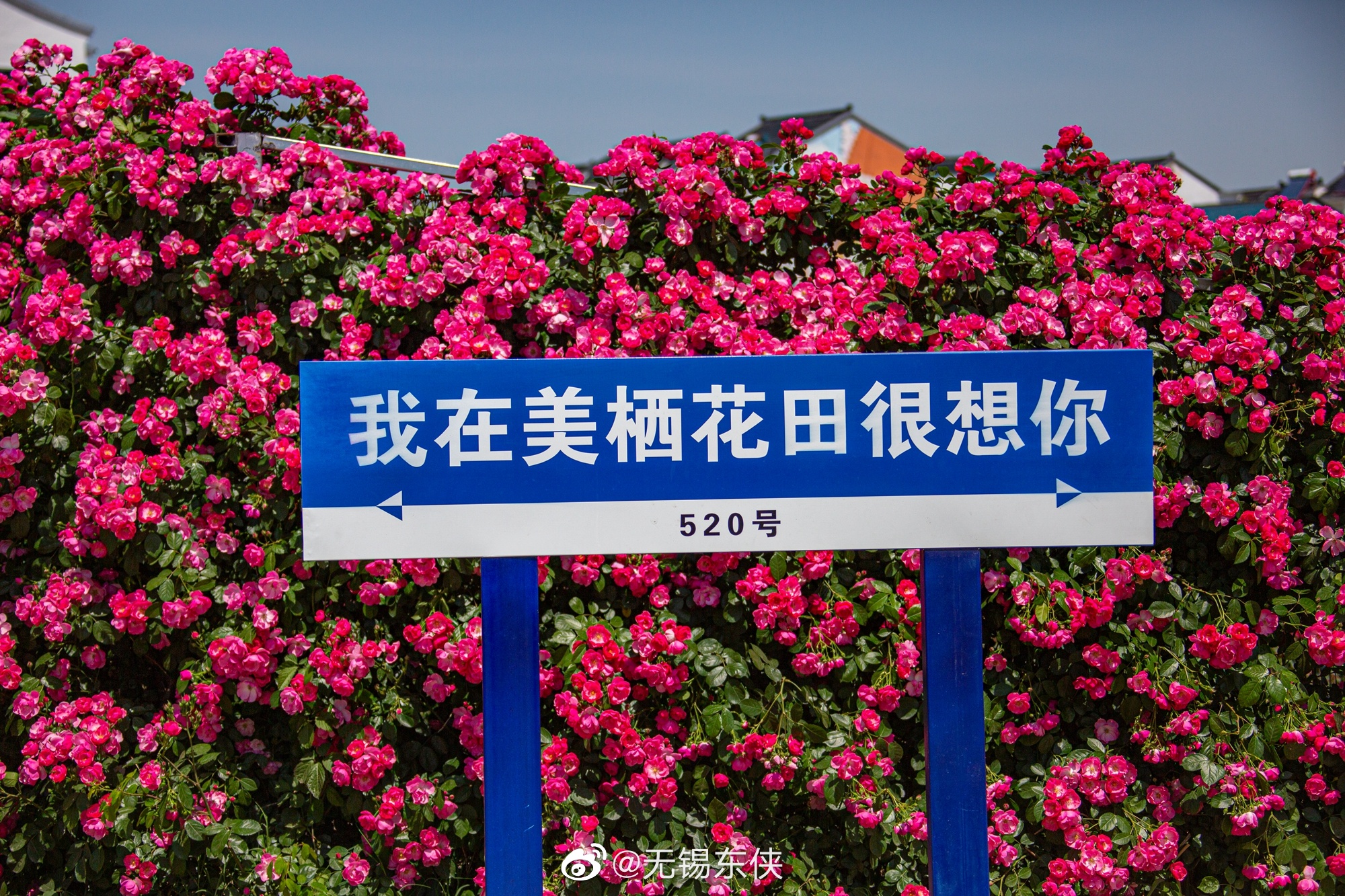我在美栖花田很想你,请自带快乐,相约美栖为爱而来……_高清图集_新浪