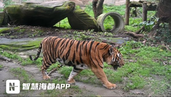 老虎爱淋雨还吃草 福州动物园的华南虎昆昆竟有这些小秘密 华南虎 福州 老虎 新浪新闻 老虎爱淋雨还吃草 福州动物园的华南虎昆昆竟有这些小秘密 华南虎 福州 老虎 新浪新闻