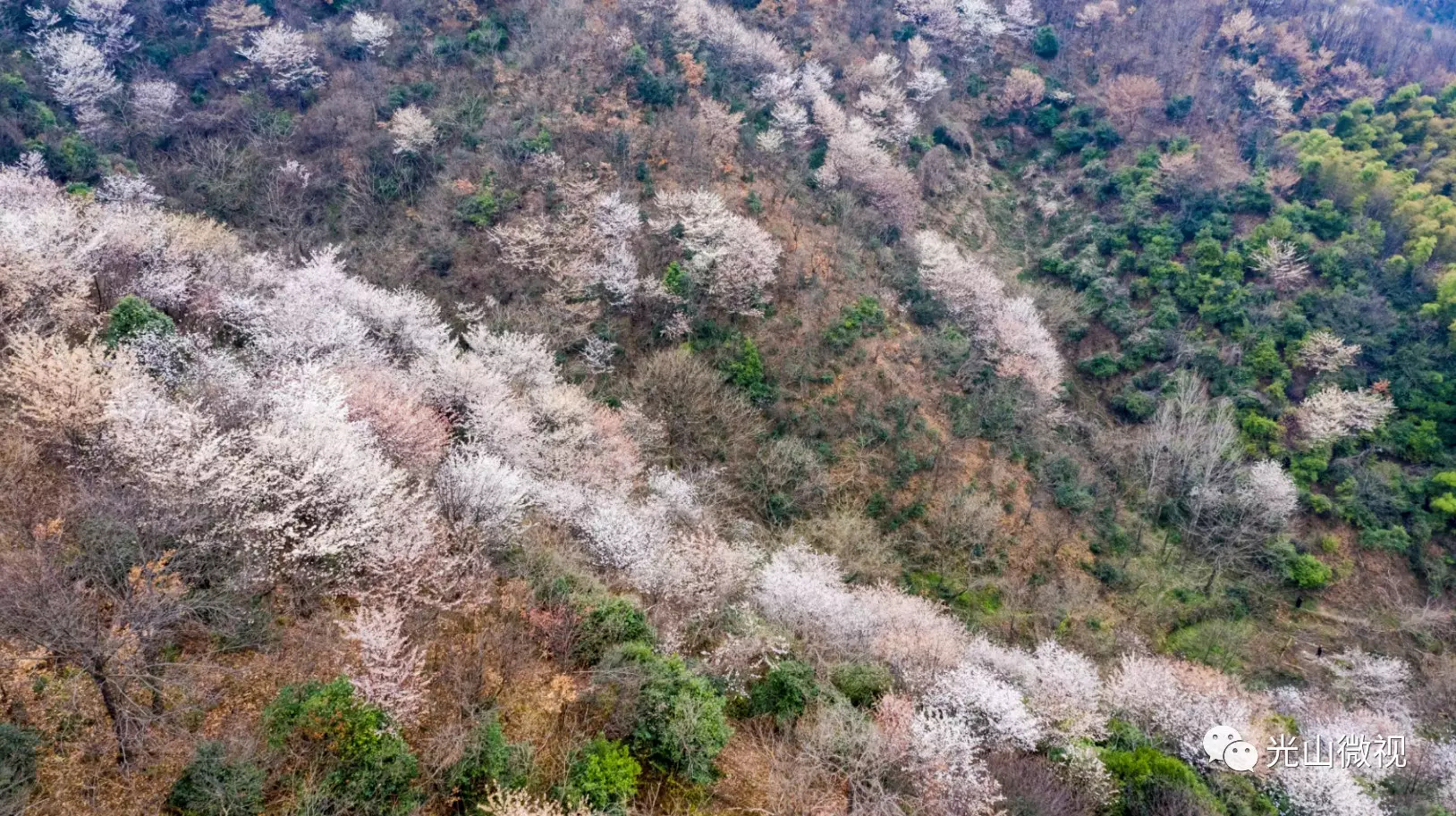 光山王母观野樱花绽放,宛如仙境