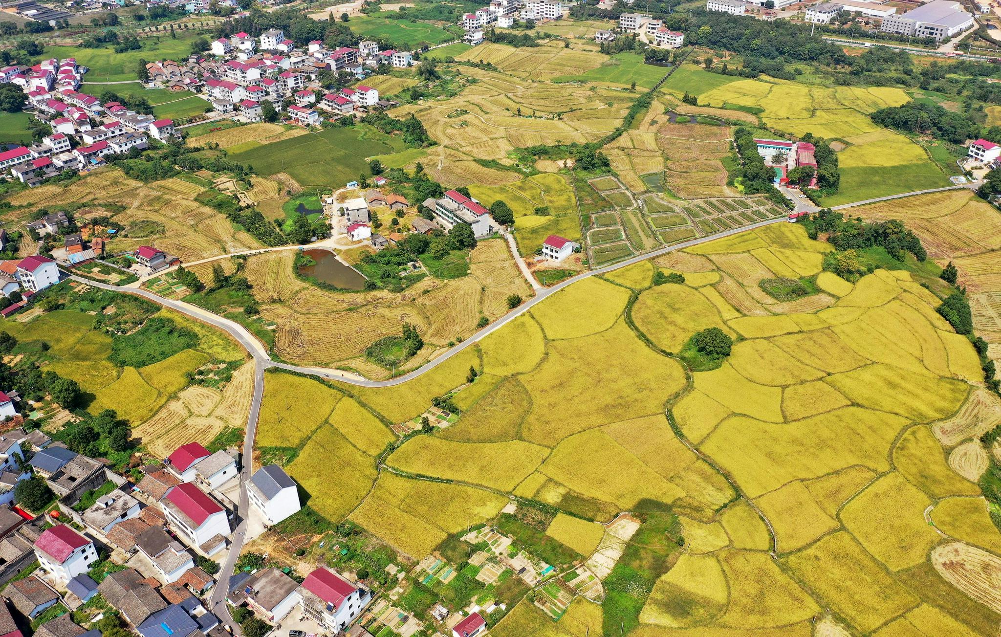 (社会)稻田披金装 田间收割忙|罗亭镇|湾里|金装_新浪新闻