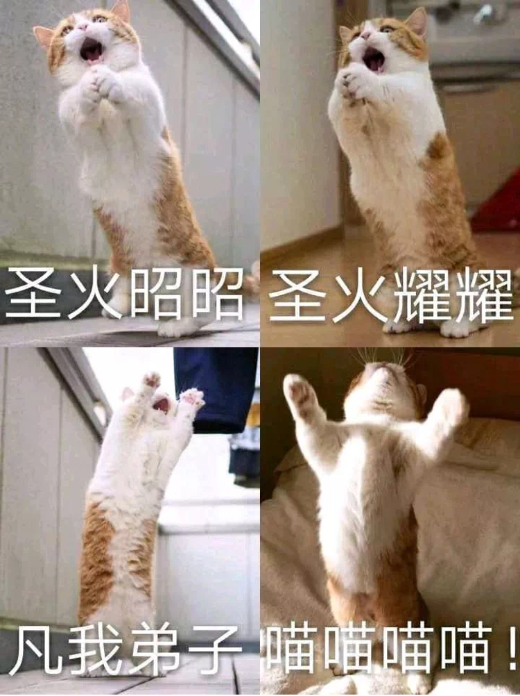 朋友 你知道地球猫猫教吗