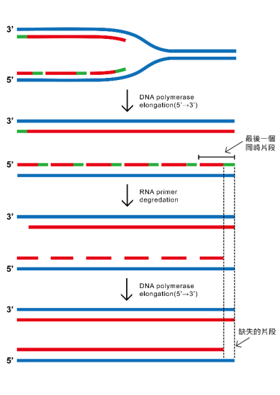 如何才能长生不老？保护好生命的时钟—端粒|DNA|核苷酸_新浪新闻
