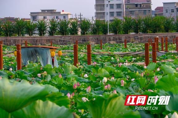 泸溪:浦市古镇万荷园新增多项游乐项目 为游客提供旅游好去处
