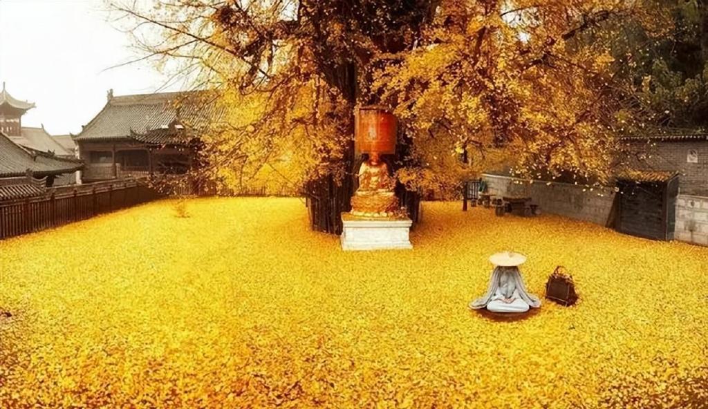 我国有多少古树名木?普查显示超508万株,云南省最多,占全国1/5休闲区蓝鸢梦想 - Www.slyday.coM 我国有多少古树名木?普查显示超508万株,云南省最多,占全国1/5休闲区蓝鸢梦想 - Www.slyday.coM