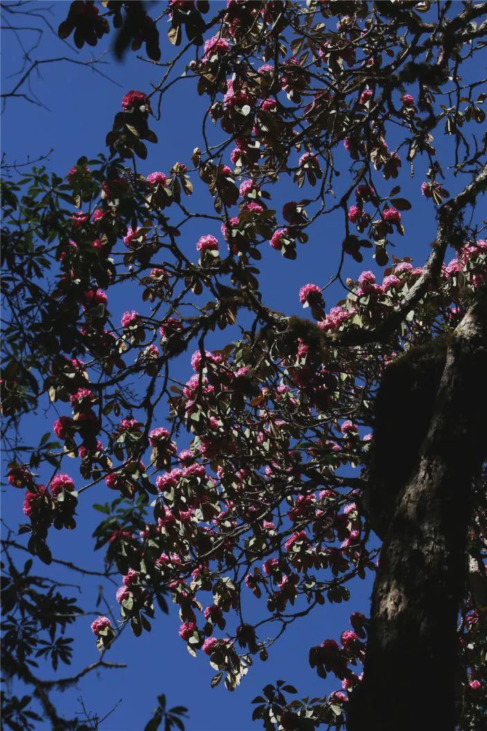 大树杜鹃的前世今生