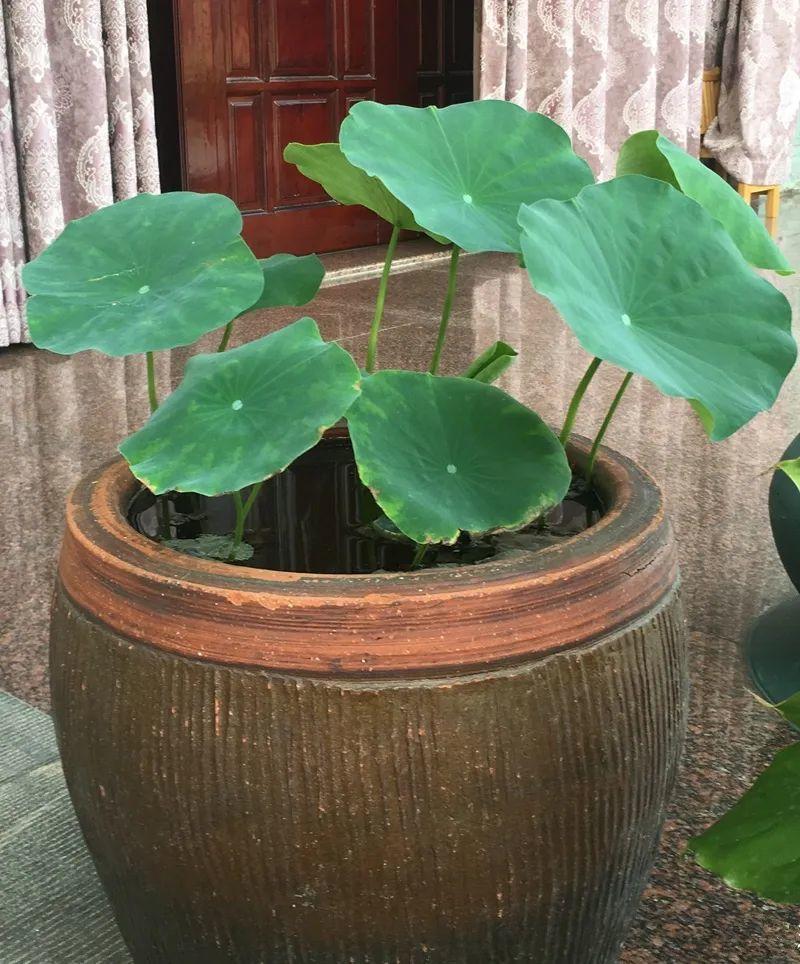大水缸养花30年不用换盆放门口能当传家宝