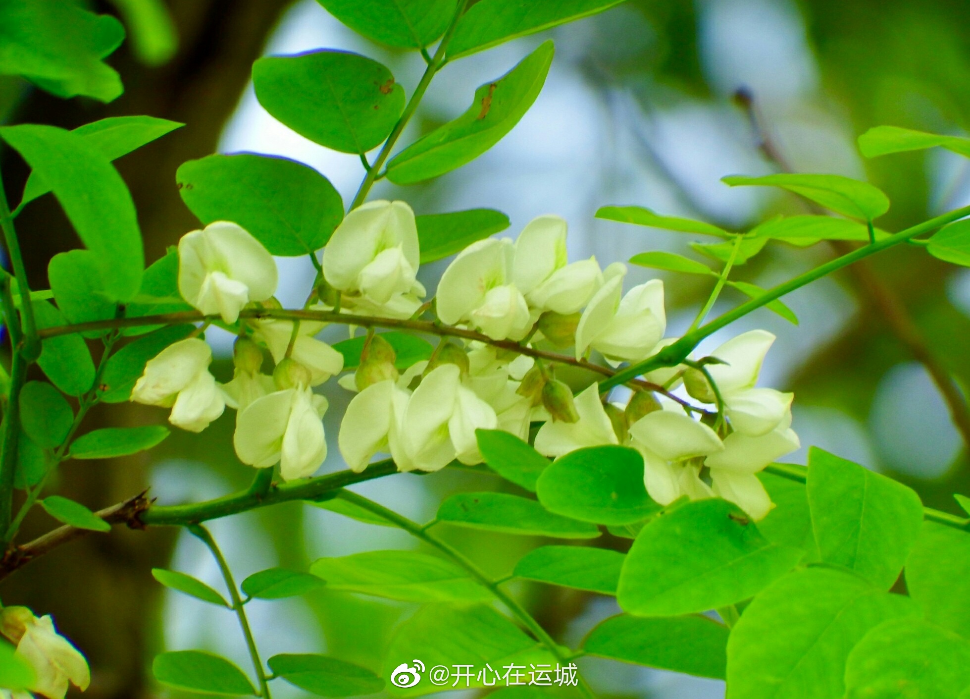 山西运城,人间四月芳菲尽,唯有槐花暗香来!_高清图集_新浪网