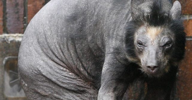 变异巨鼠团灭科学团队,仅1人生还,切尔诺贝利巨鼠真的存在吗?