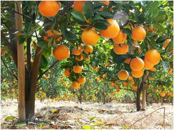 云浮这5个美丽乡村,还你一个"归园田居"的梦