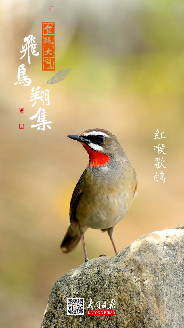 别看TA其貌不扬,这可是我国独有的鸟类休闲区蓝鸢梦想 - Www.slyday.coM 别看TA其貌不扬,这可是我国独有的鸟类休闲区蓝鸢梦想 - Www.slyday.coM