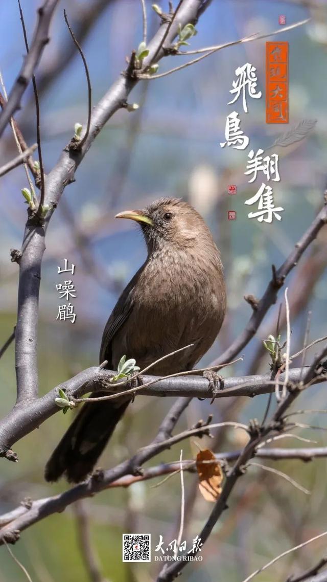 别看TA其貌不扬,这可是我国独有的鸟类休闲区蓝鸢梦想 - Www.slyday.coM 别看TA其貌不扬,这可是我国独有的鸟类休闲区蓝鸢梦想 - Www.slyday.coM