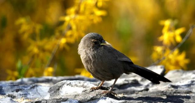 别看TA其貌不扬,这可是我国独有的鸟类休闲区蓝鸢梦想 - Www.slyday.coM 别看TA其貌不扬,这可是我国独有的鸟类休闲区蓝鸢梦想 - Www.slyday.coM