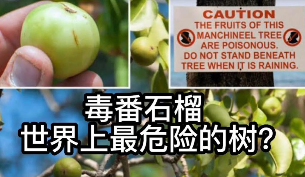 最危险的树,不能碰不能砍也不能烧,专家都拿它没有办法