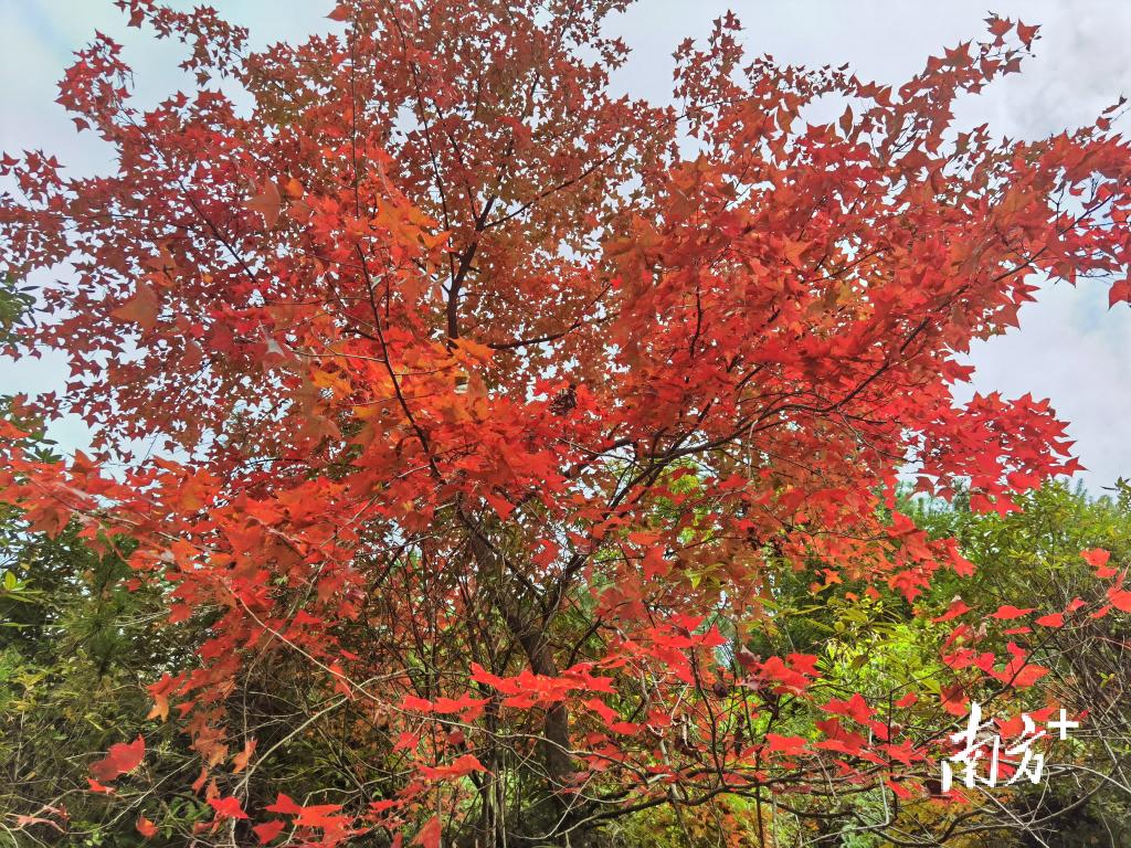 初冬始兴北山层林尽染,漫山红叶似彩霞|北山|山林|红叶_新浪新闻