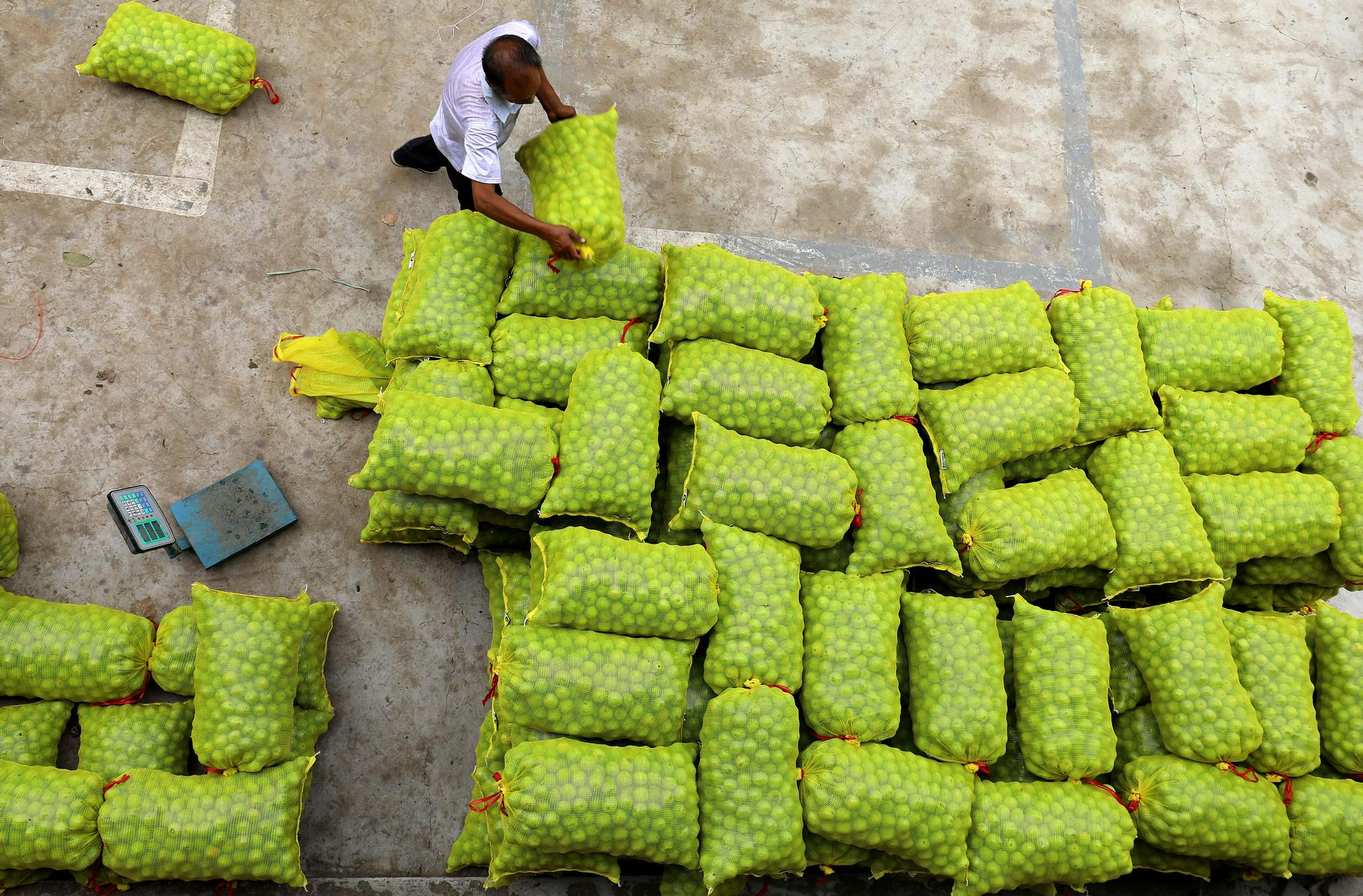 (经济)河北赞皇:核桃成熟采收忙