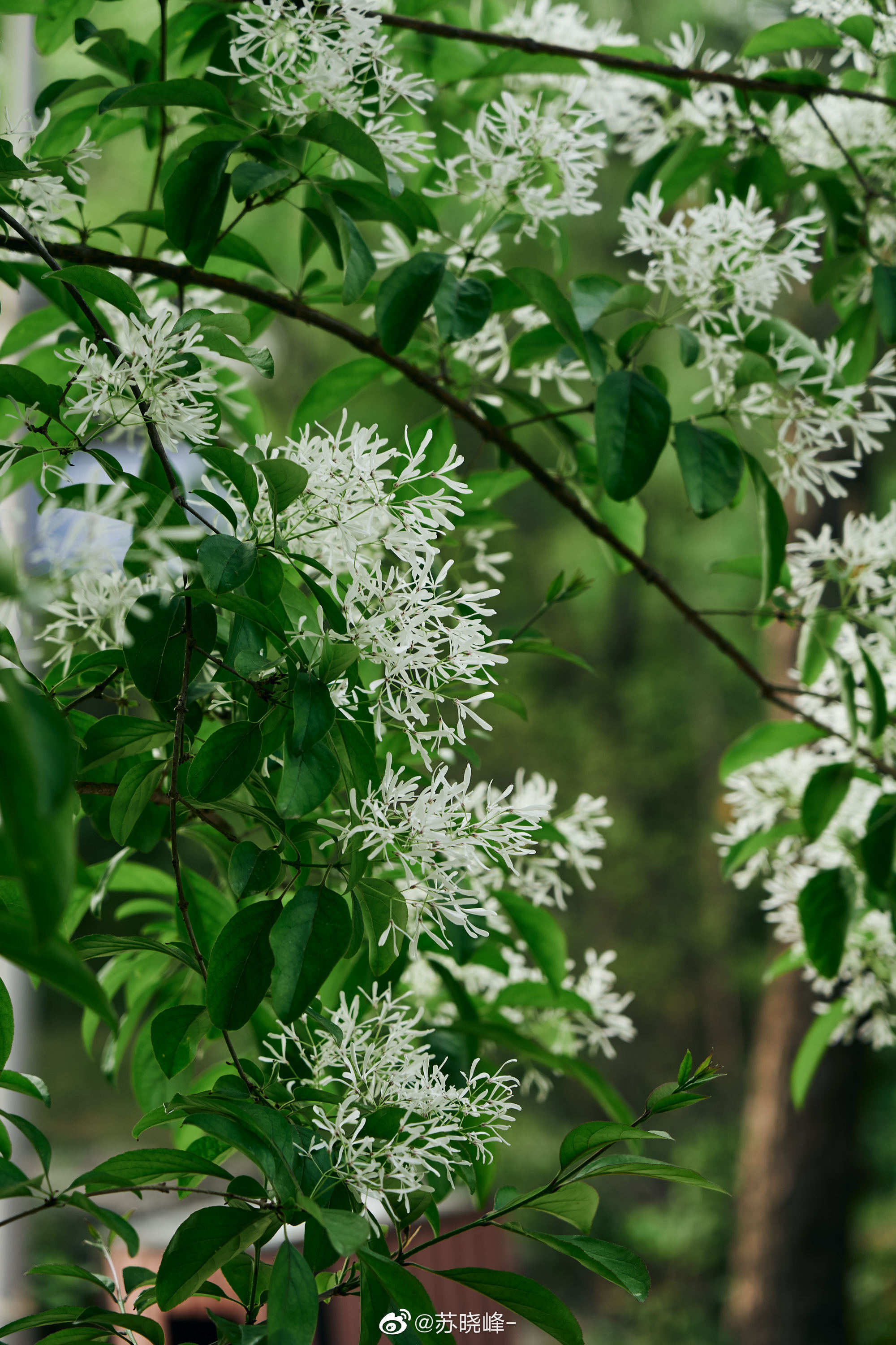 奥森的流苏树开花了