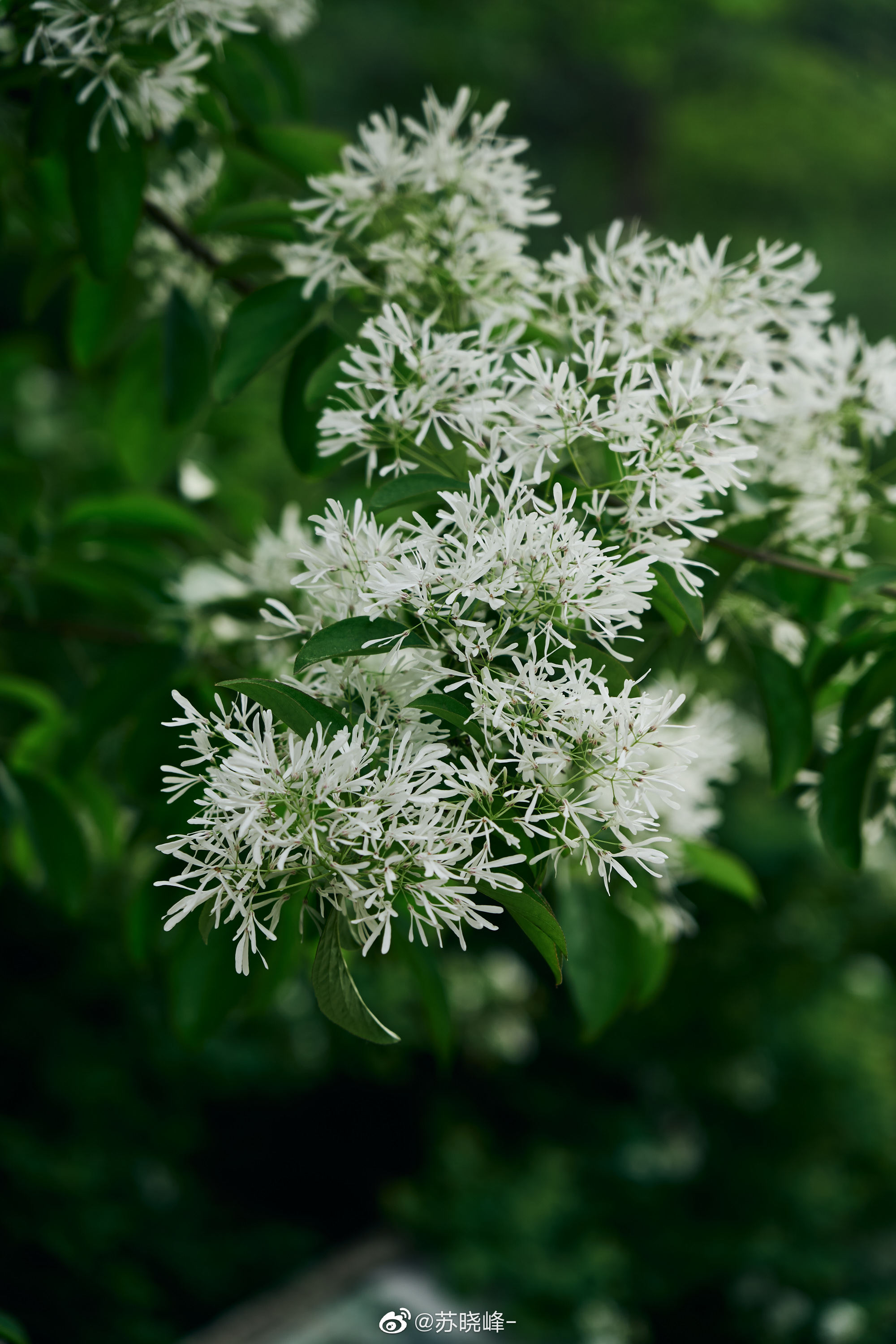 奥森的流苏树开花了