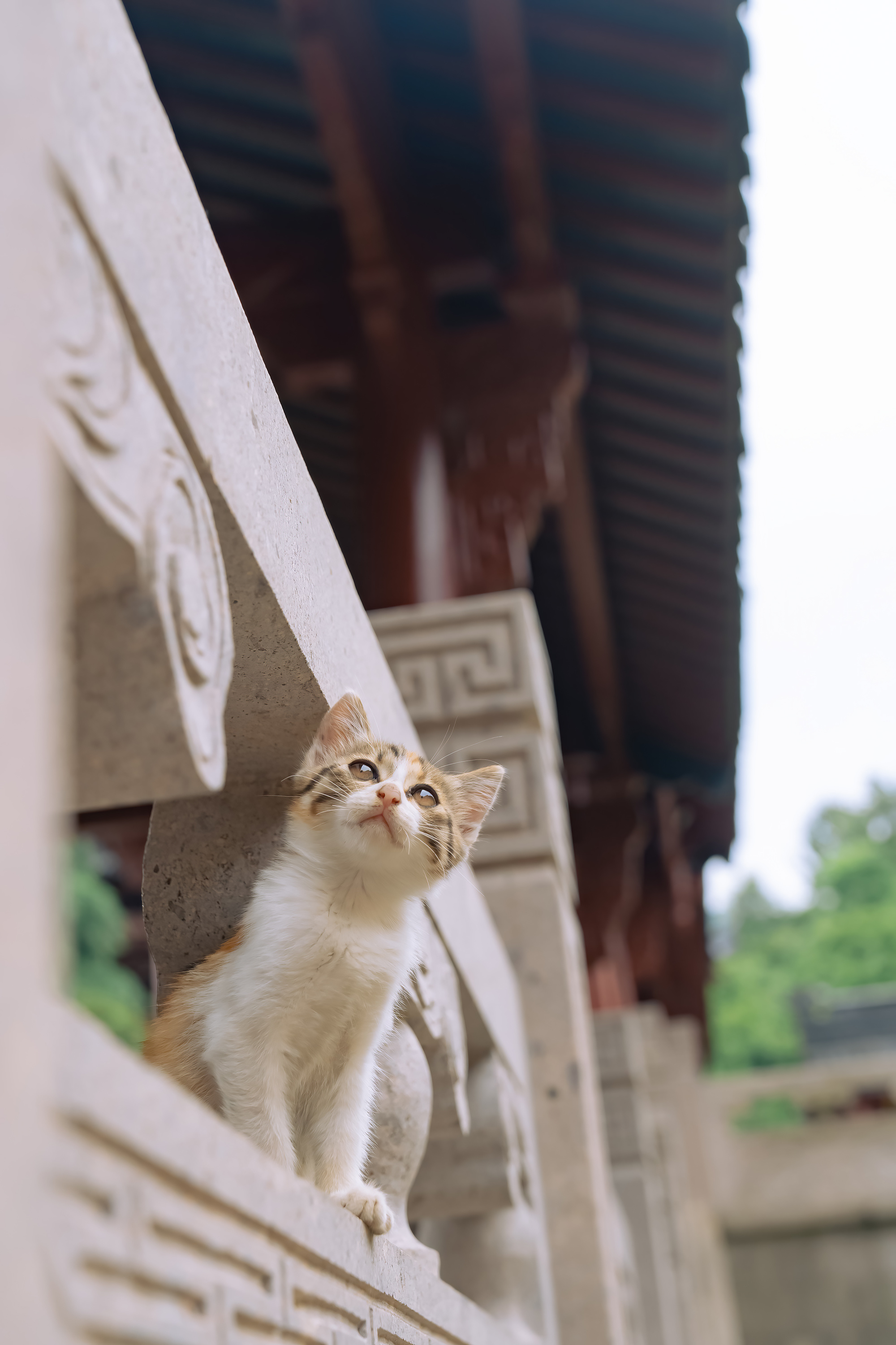 夏日之猫昨天拍猫日常视频里的部分猫片 有人求壁纸版 选了9张