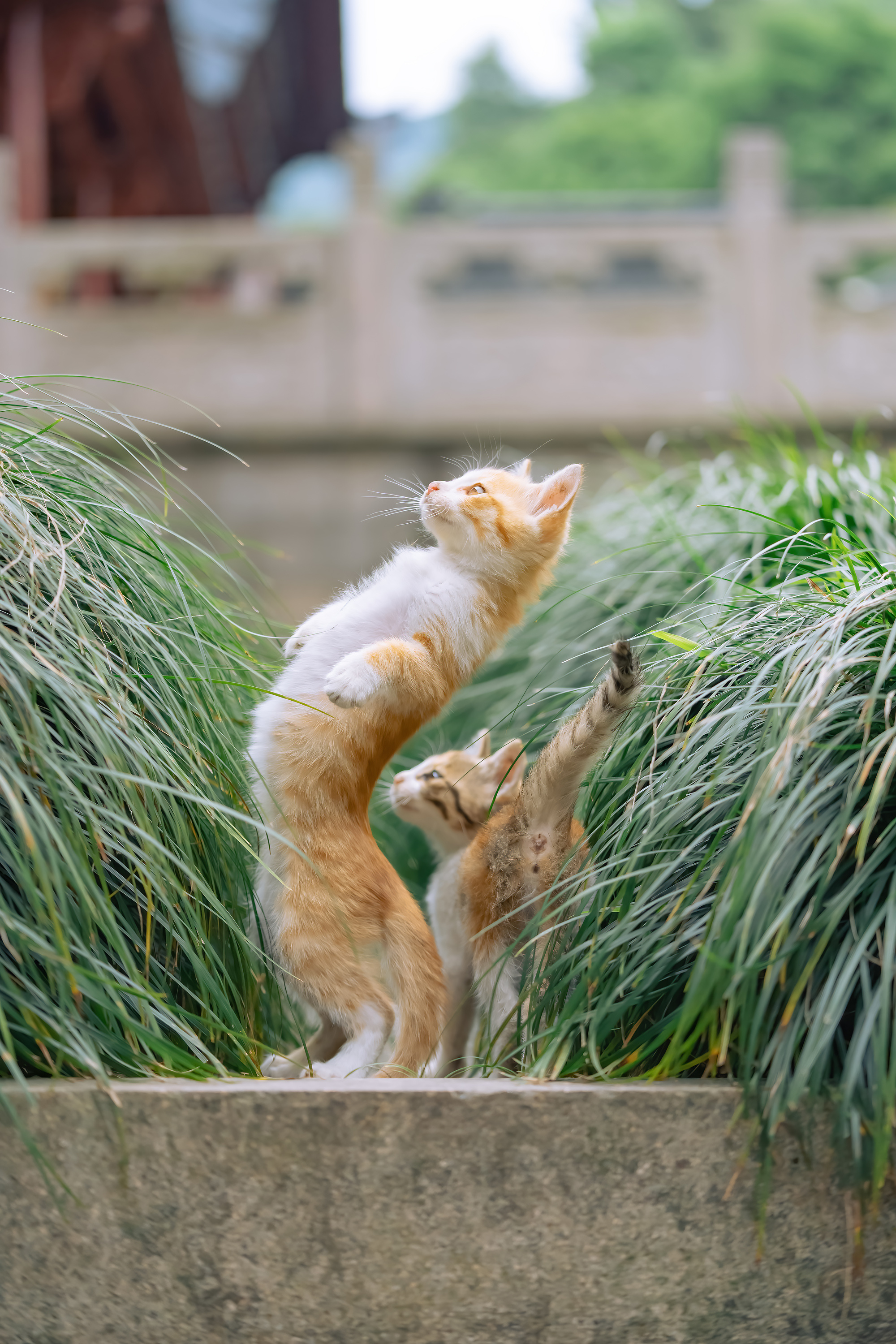 夏日之猫昨天拍猫日常视频里的部分猫片 有人求壁纸版 选了9张 高清图集 新浪网