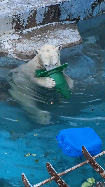 日本大阪动物园里的北极熊实在可爱,其表情给人一种疗愈的感觉|天王寺