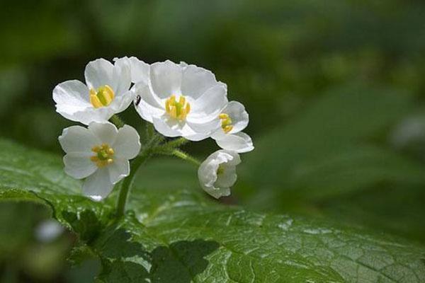 春末开花的山荷叶,位于日本本州岛至北海道的深山处……_高清图集