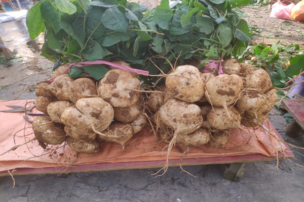 毕节纳雍:小小地萝卜 群众"致富宝"