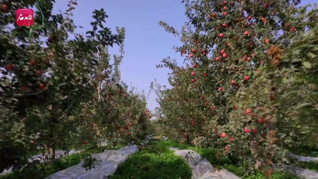 眼下,在阿克苏"冰糖心"苹果的原产地——阿克苏地区红旗坡农场,阿克苏