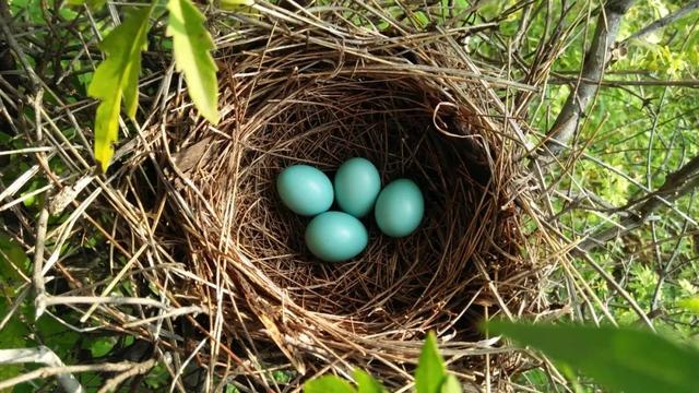 别看TA其貌不扬,这可是我国独有的鸟类休闲区蓝鸢梦想 - Www.slyday.coM 别看TA其貌不扬,这可是我国独有的鸟类休闲区蓝鸢梦想 - Www.slyday.coM