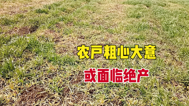用过除草剂后牲口会死吗？