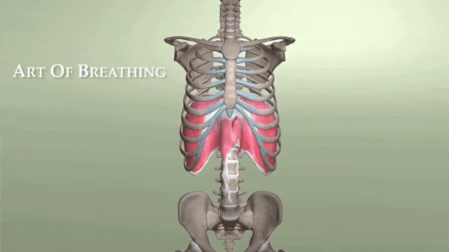 这种小肚子根本不是胖,可能是它出了问题