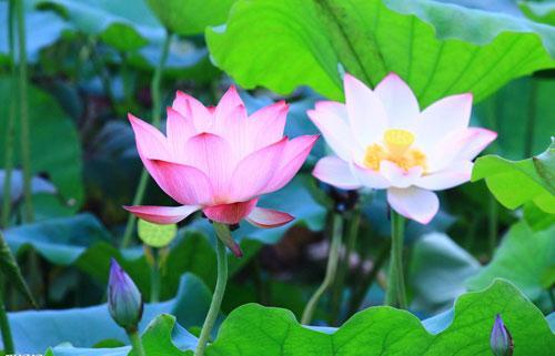 真正厉害的女人，往往都很安静休闲区蓝鸢梦想 - Www.slyday.coM