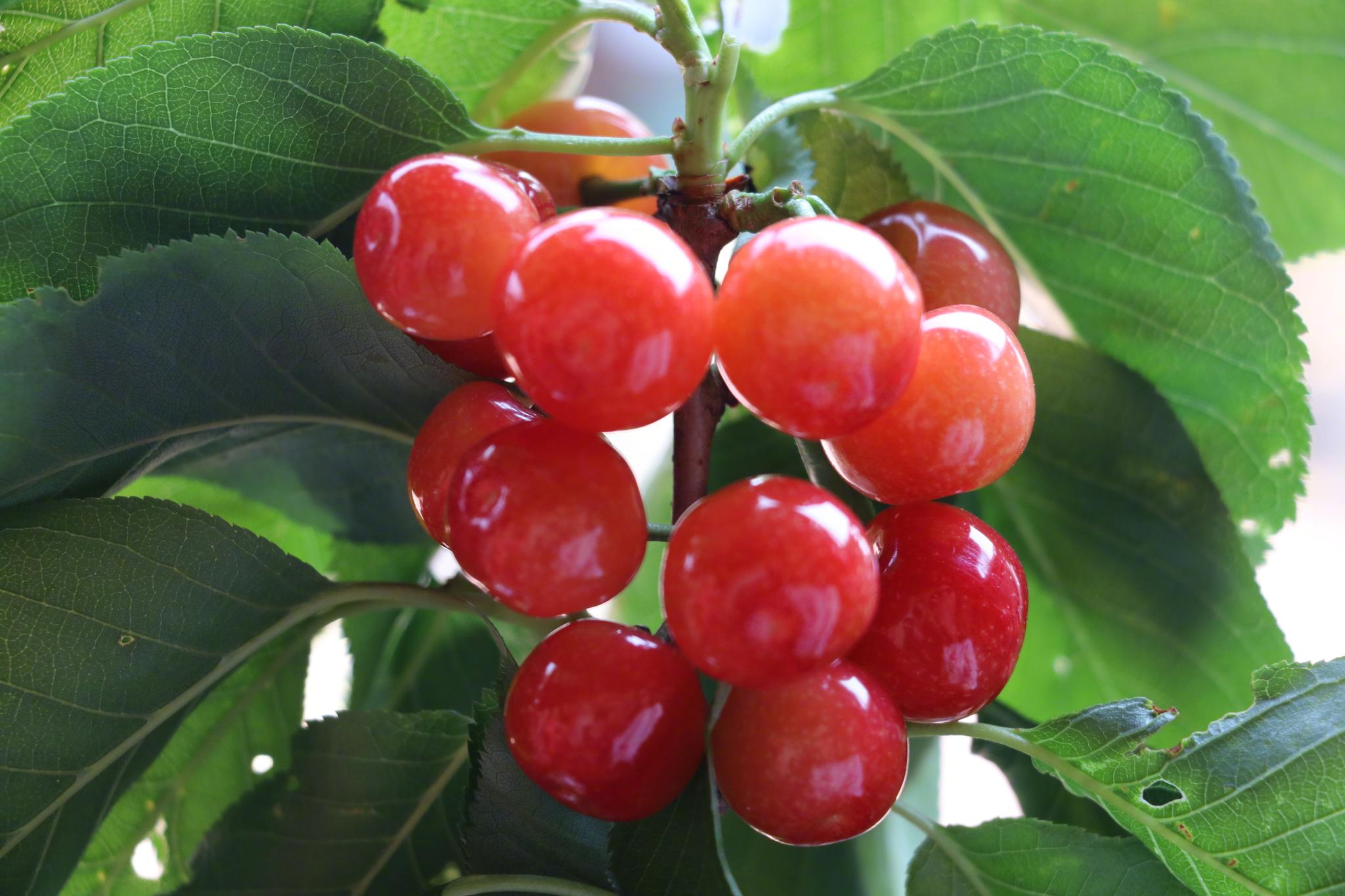 德昌樱桃何时红快了