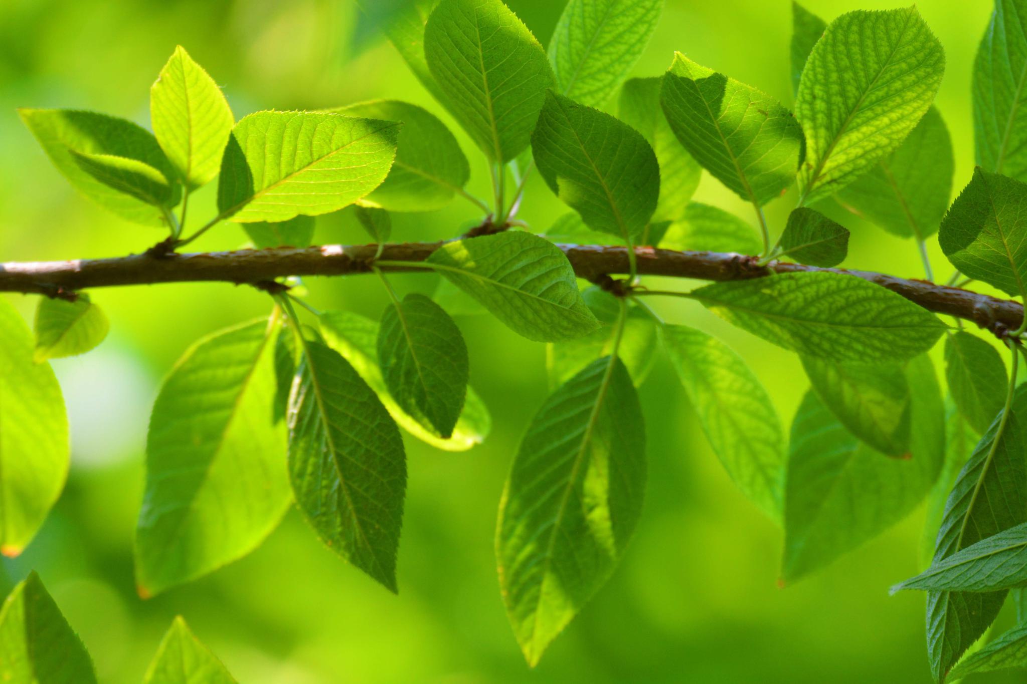 夏天的稠李树叶翠绿养眼