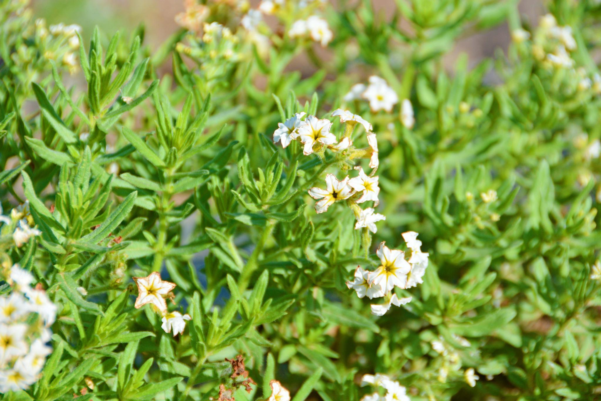 野生植物砂引草的小白花