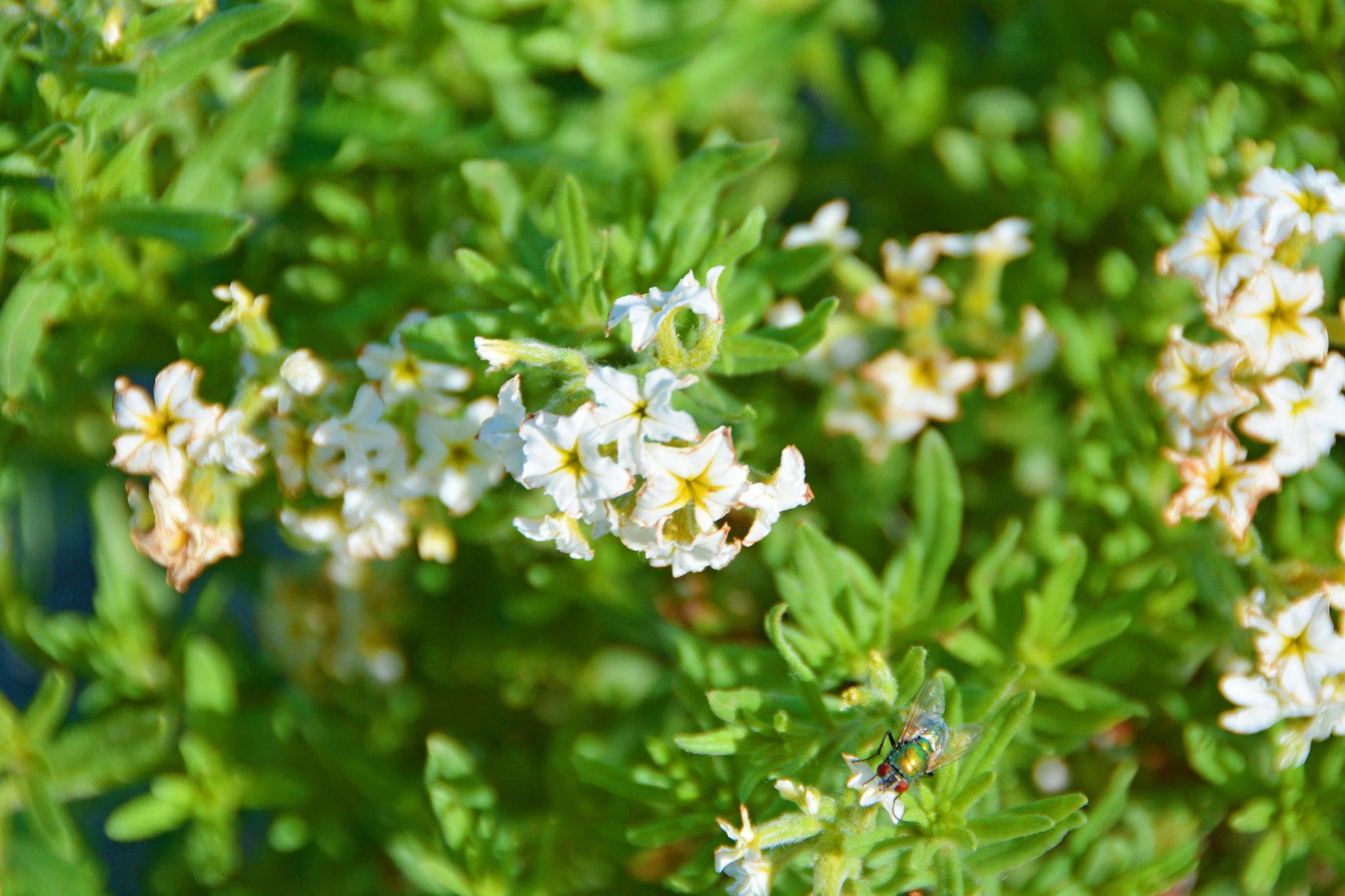 野生植物砂引草的小白花