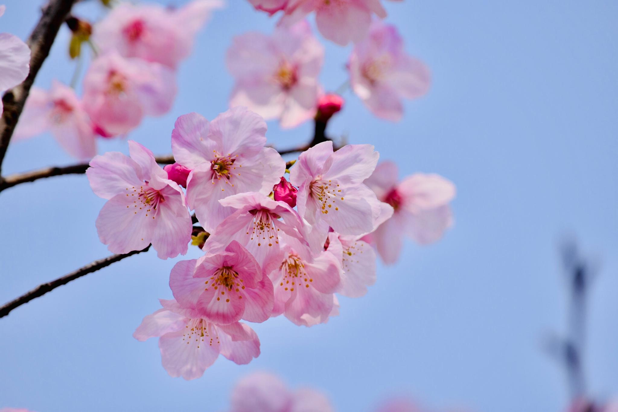 美好的事情总是发生在春天,莫负青春,来一场樱花约会!