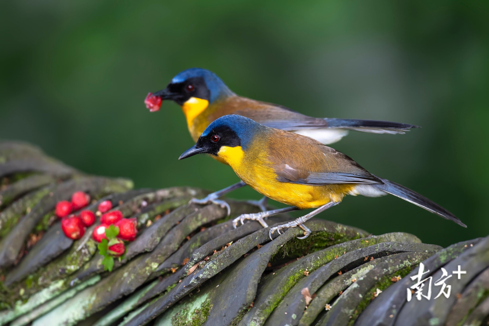 鸟类栖息地怎么确定