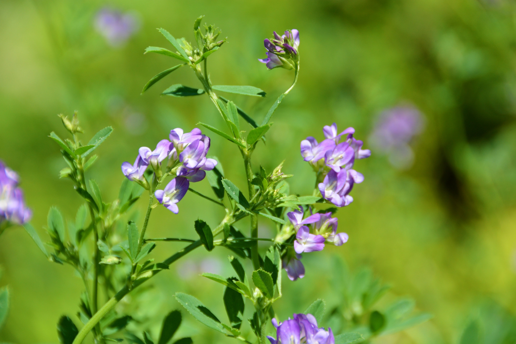 紫花苜蓿紫色花原创拍摄
