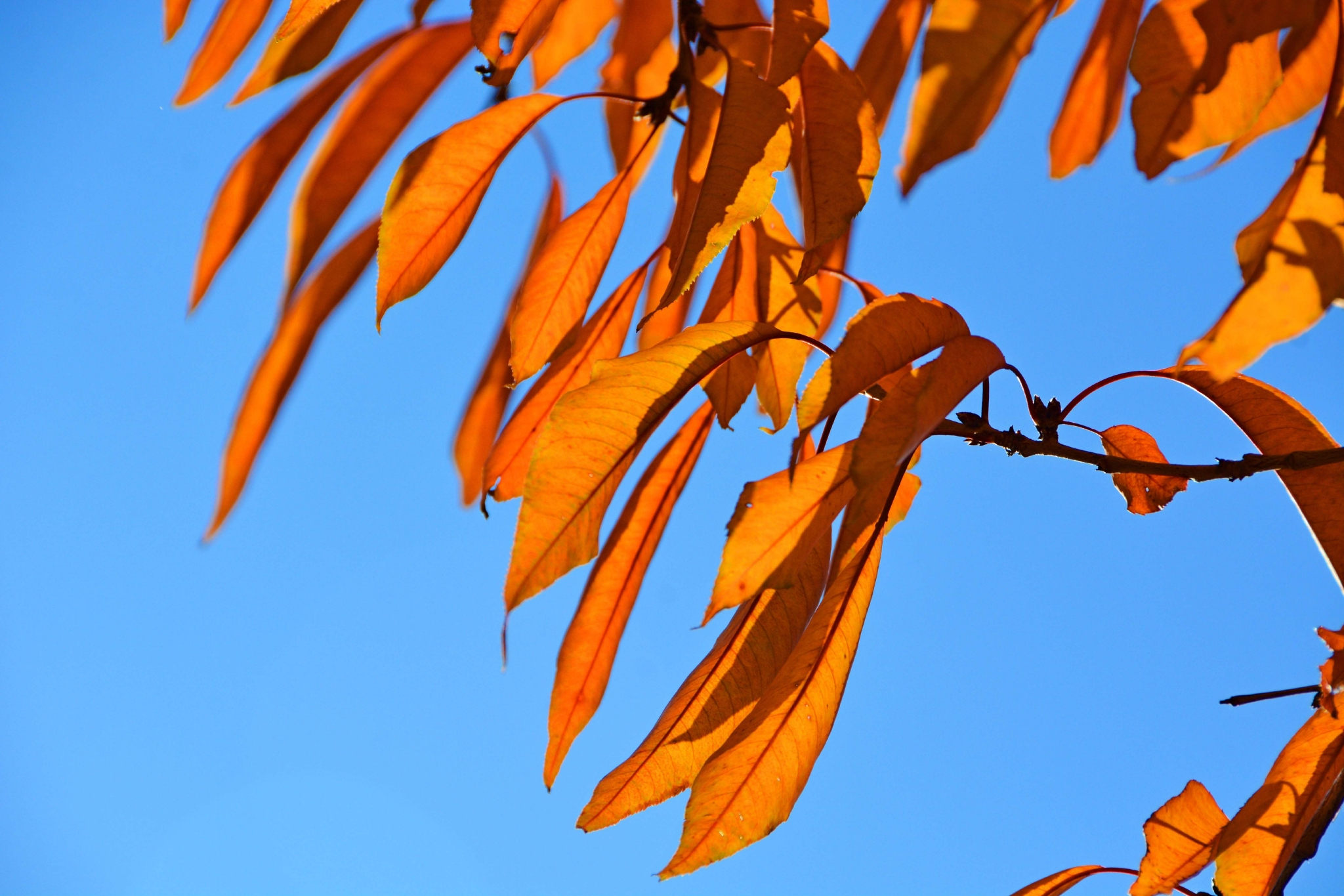 秋天的山桃树叶原创拍摄