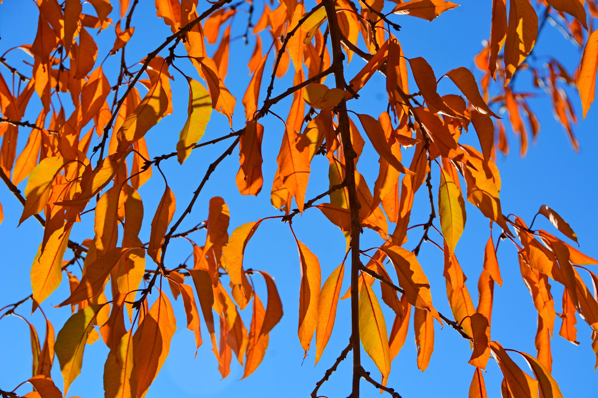 秋天的山桃树叶原创拍摄