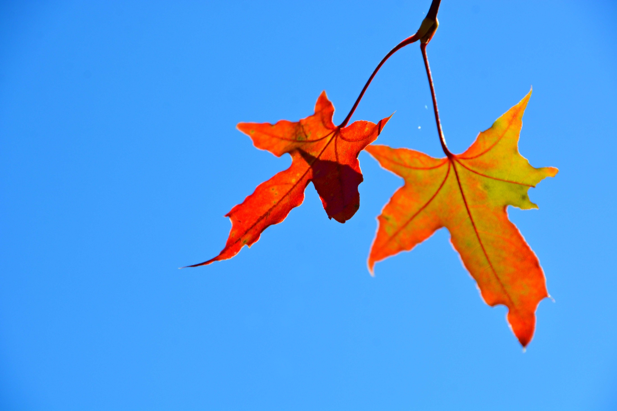 秋天的枫叶灿烂,原创拍摄