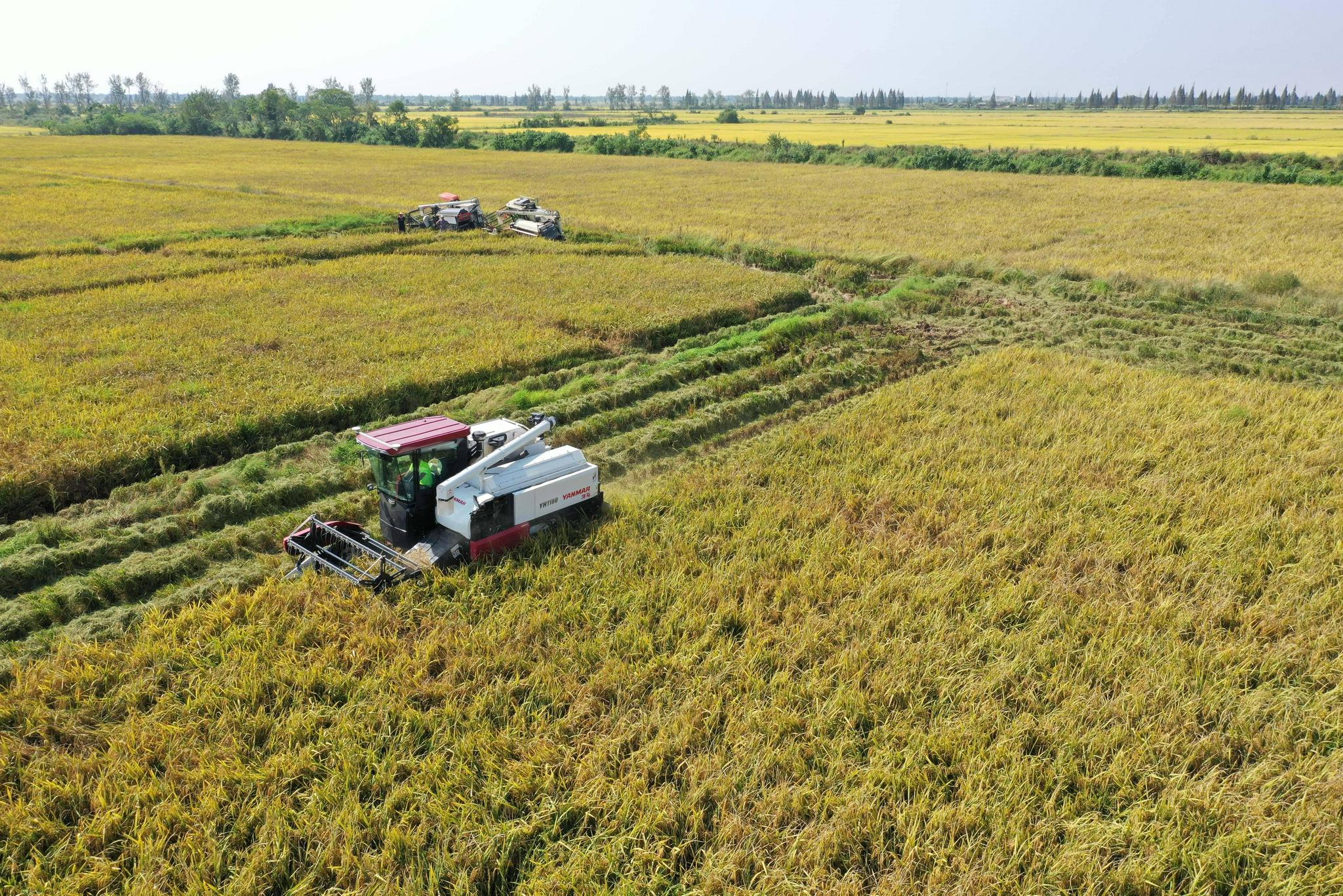 江西南昌:中稻迎秋收|江西南昌|中稻|秋收_新浪新闻