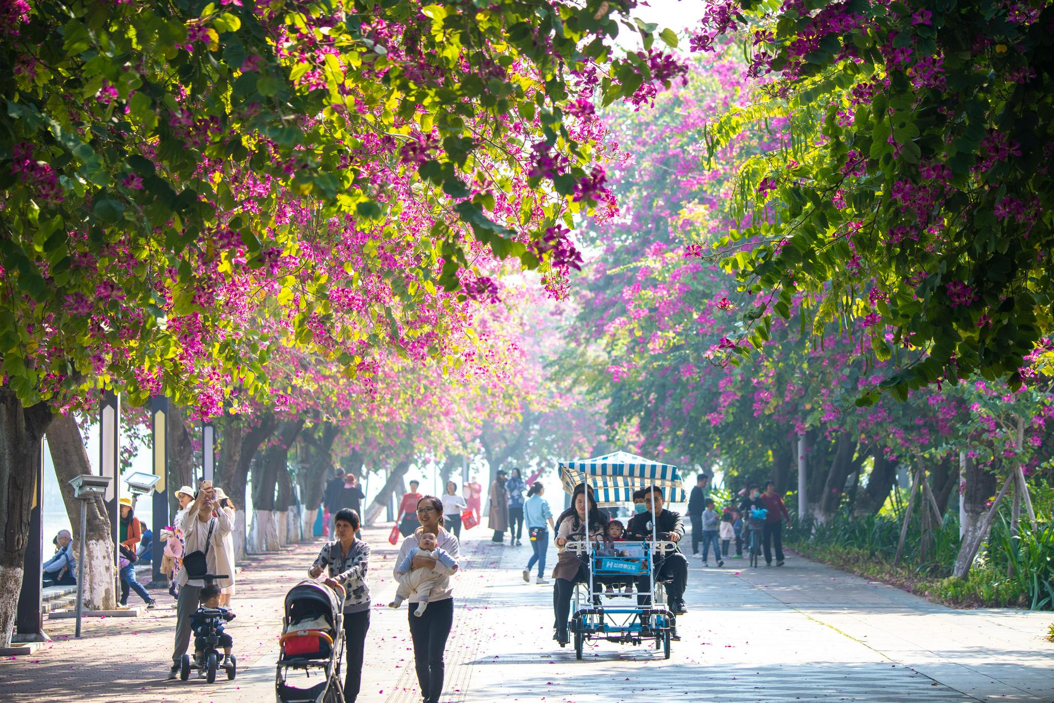 一年一度,肇庆这条"紫荆路"又红了!