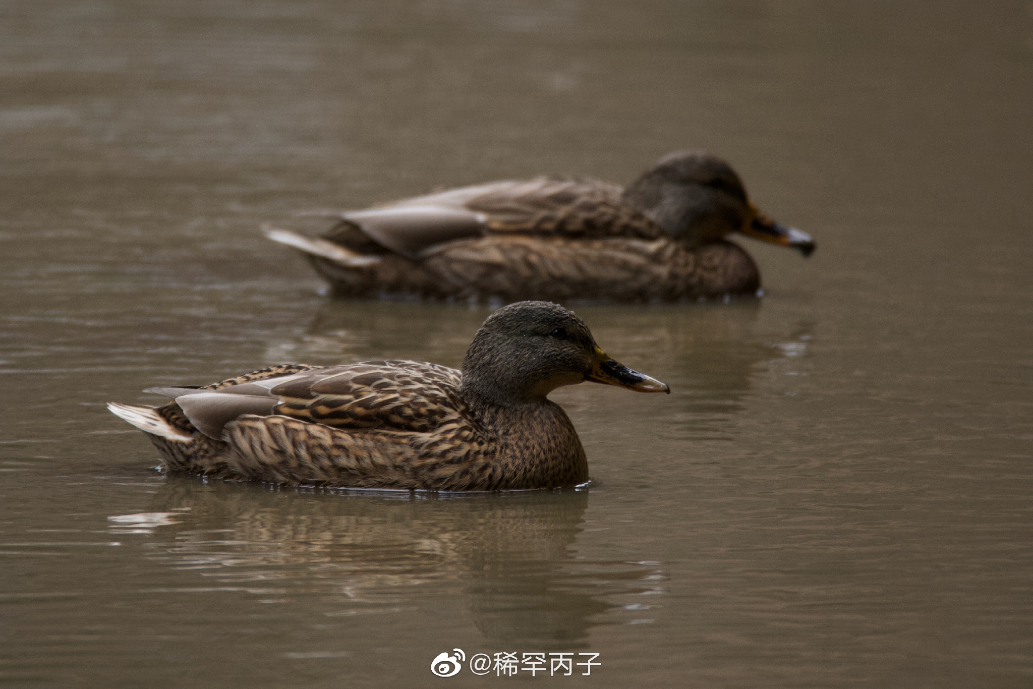 野鸭子进城是第几集